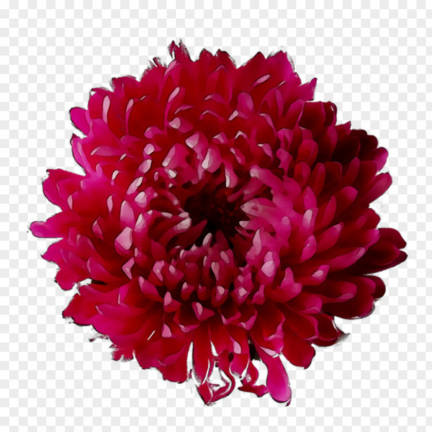 Dahlia Chrysanthemum Cut Flowers Magenta PNG