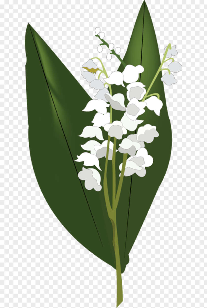 Lily Of The Valley HD Clip Art PNG