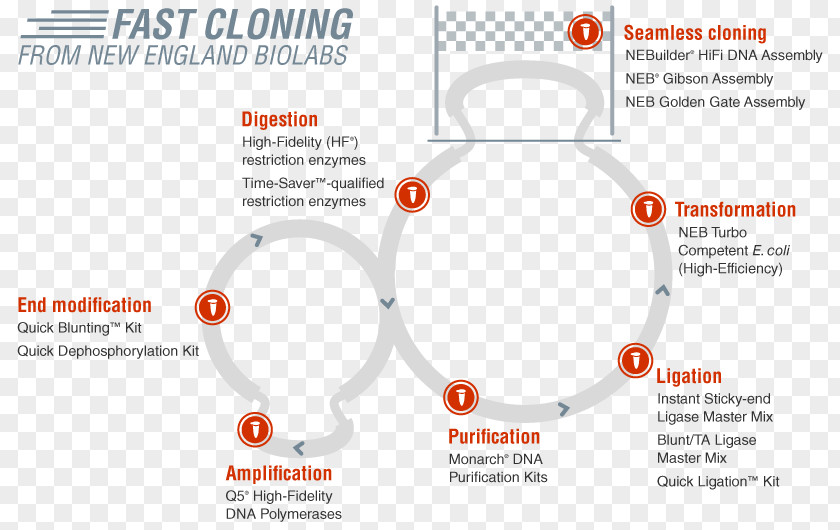 Restriction Enzyme New England Biolabs Cloning EcoRI PNG