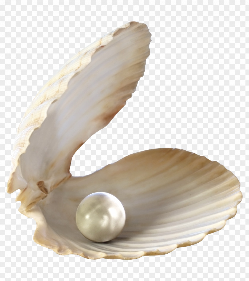 Seashell Pearl Jewellery PNG