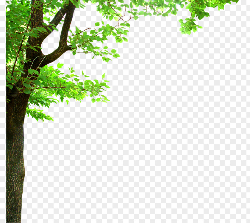 Tall Green Tree Shade Branch Oak Clip Art PNG