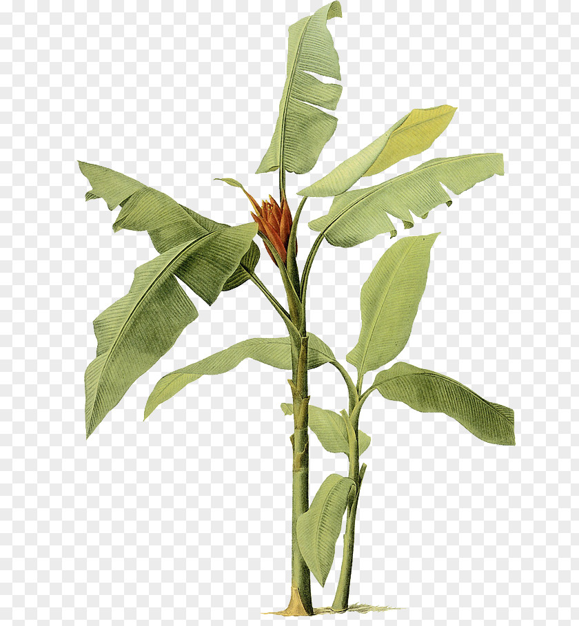 Banana Leaf Painting Tree PNG