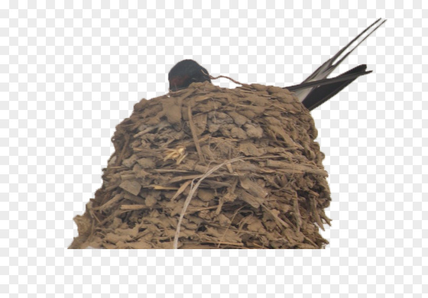 Bird Swallows In The Nest Swallow Edible Birds PNG