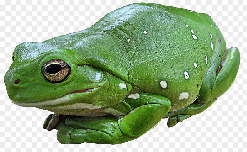 Bullfrog Shrub Frog Cartoon PNG