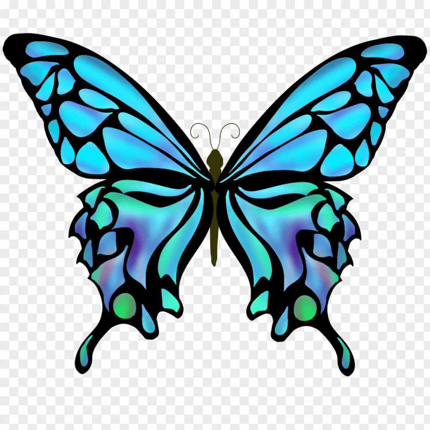Butterfly Swallowtail Drawing Color PNG