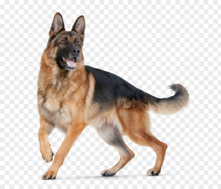 Dogs German Shepherd Puppy Purebred Dog Food Breed PNG