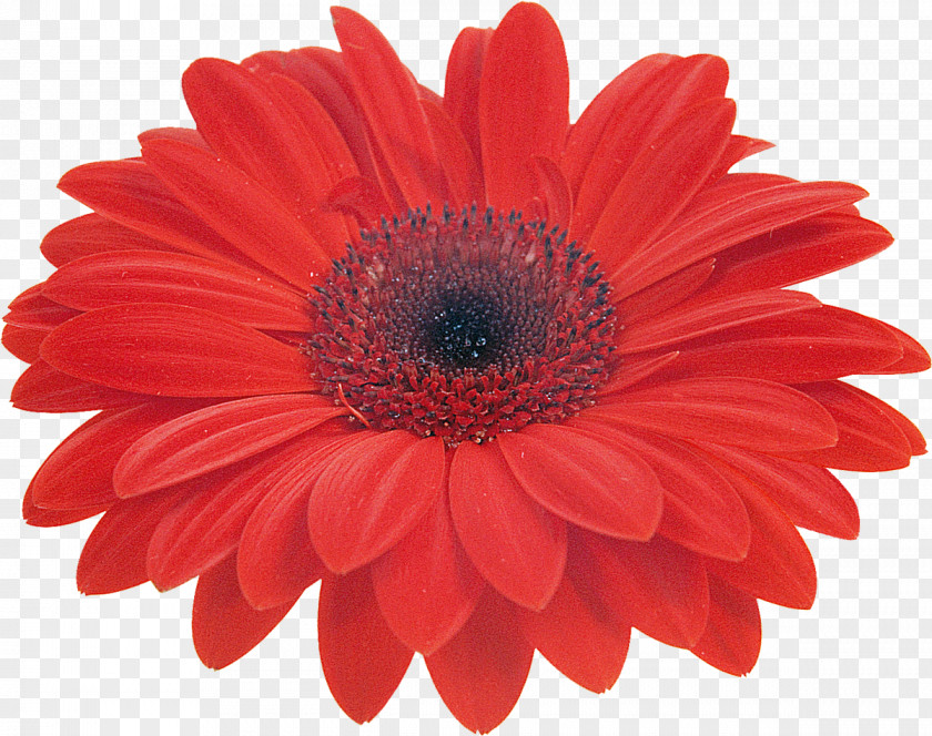 Gerbera Transvaal Daisy Common Color Stock Photography Clip Art PNG