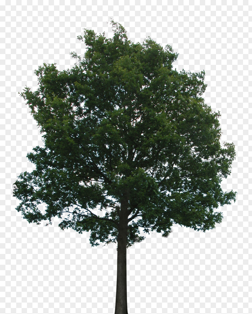 Tree PNG