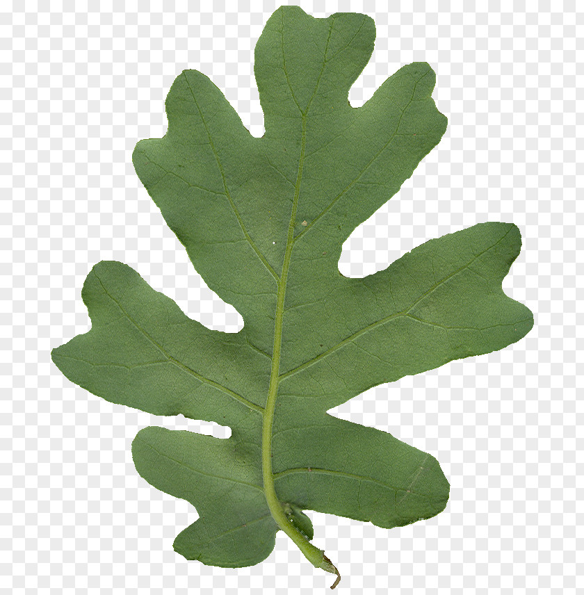 Waffle Leaf Texture Mapping Color PNG