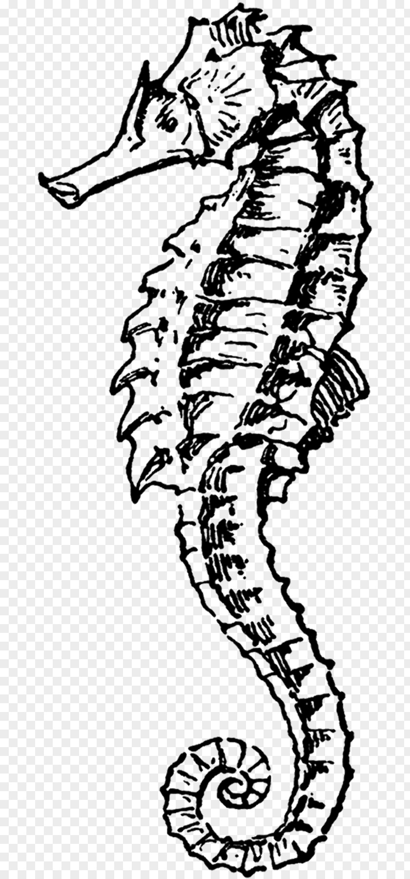 Big-belly Seahorse Clip Art PNG