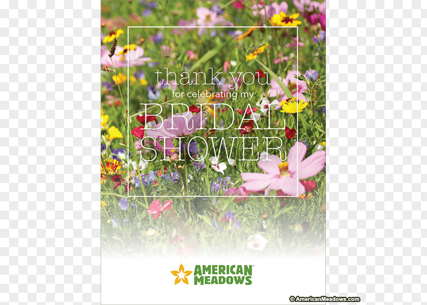 Bridal Shower Wildflower Seed Meadow Perennial Plant PNG