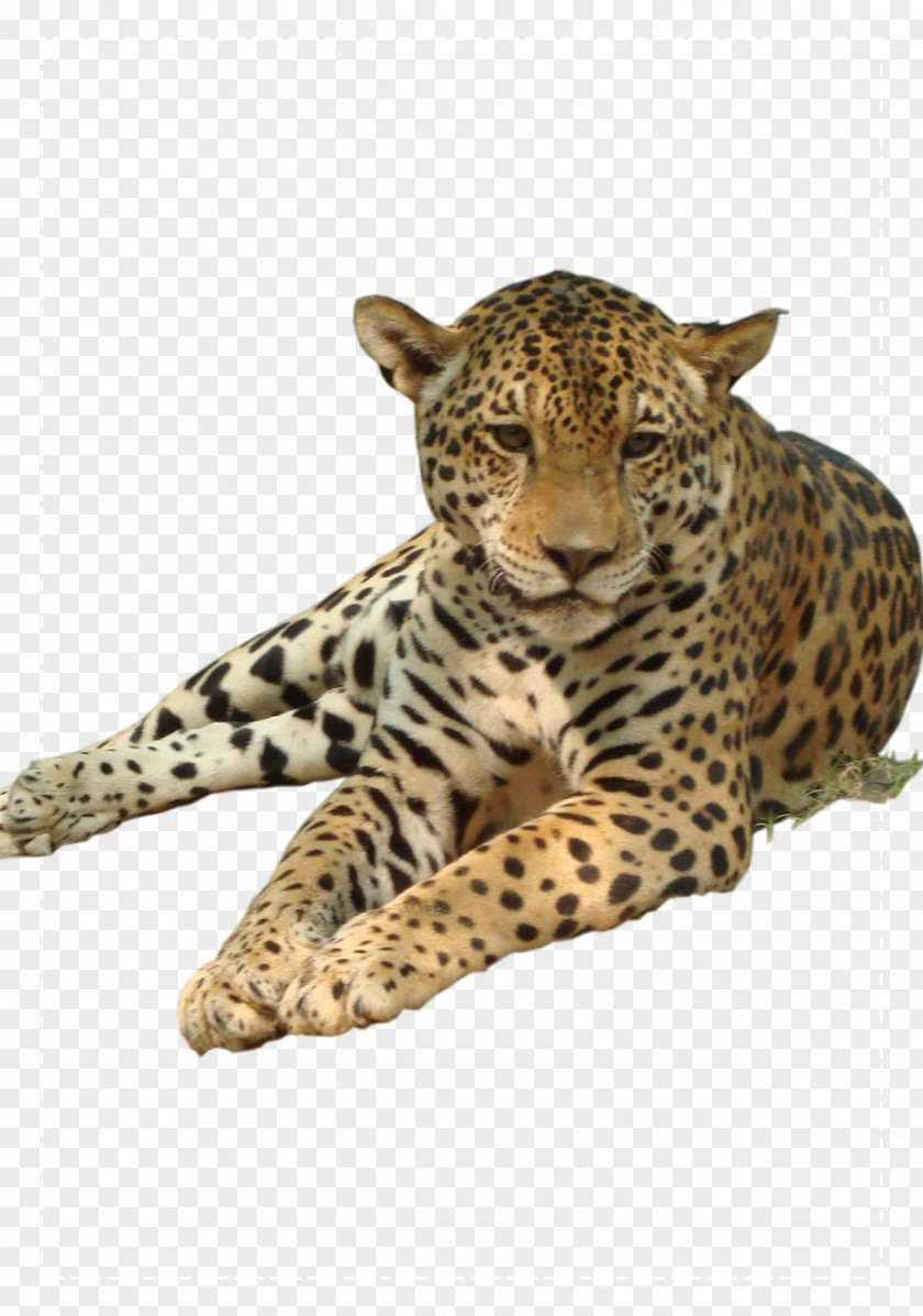 Cute Leopard Clip Art PNG