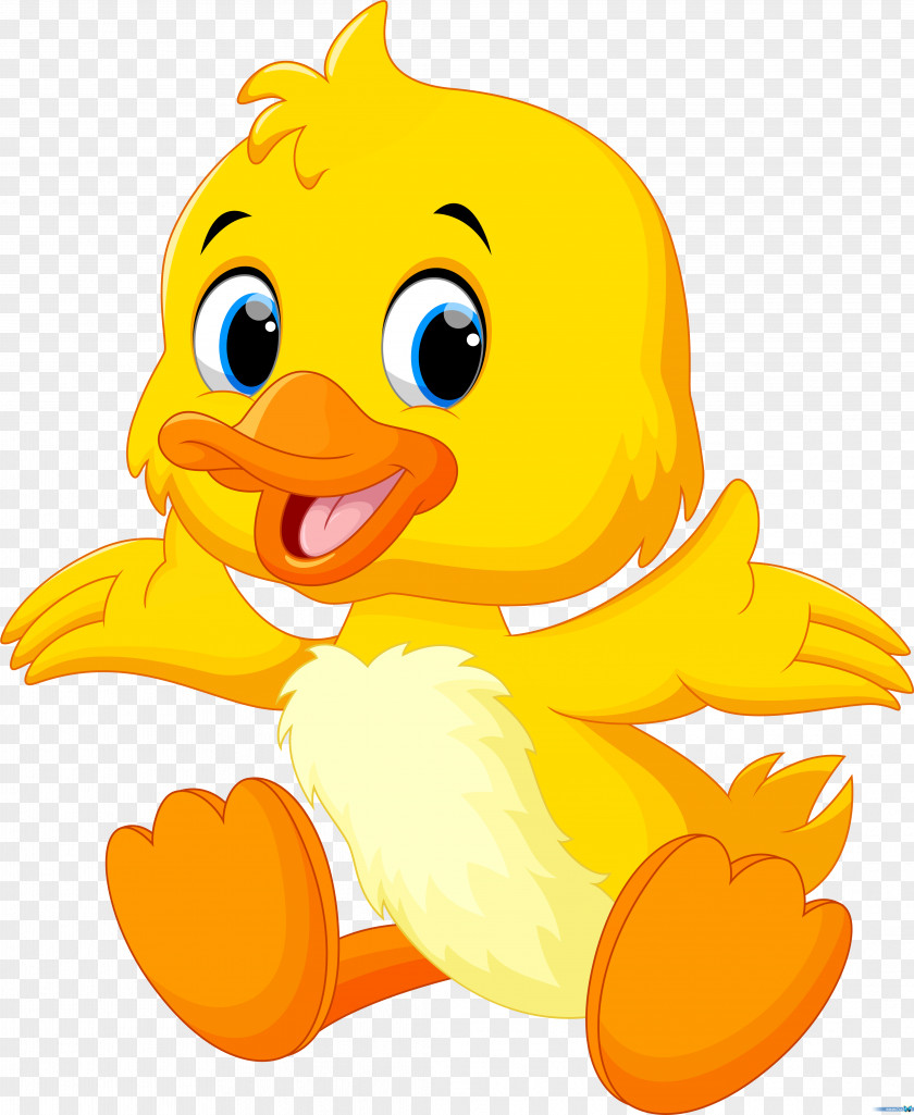 Duck Baby Ducks Clip Art PNG