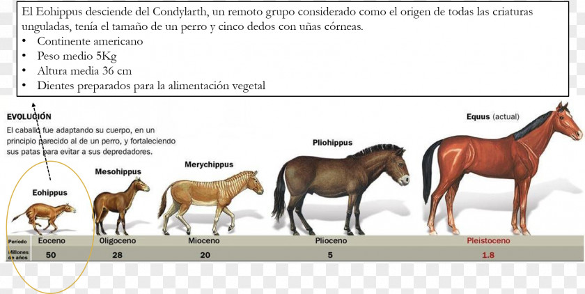 Enduro American Quarter Horse Yakutian Evolution Evolución De Los équidos Hyracotherium PNG