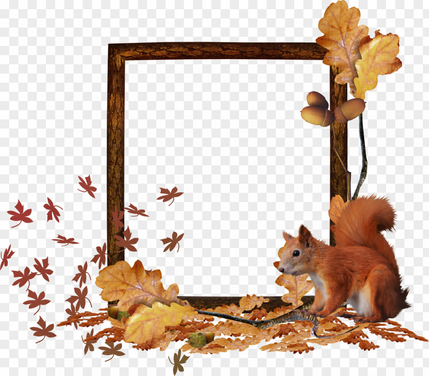 In Fall Squirrel Fauna Picture Frames Wildlife Tail PNG