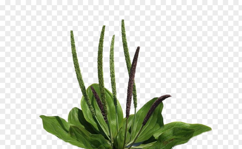 Leaf Broadleaf Plantain Ribwort Apartment Interiors PNG