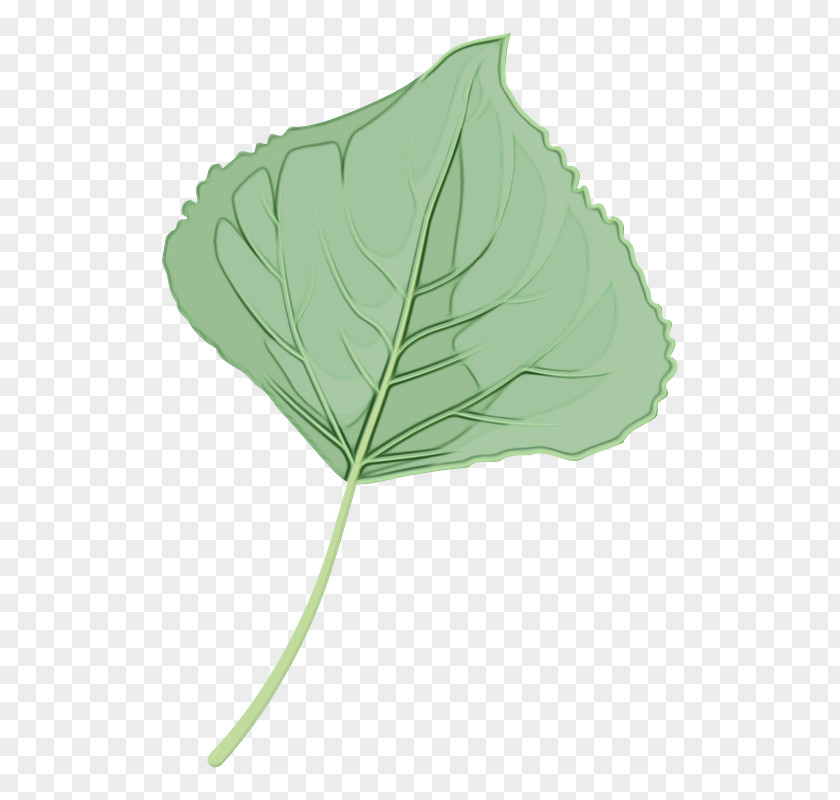 Leaf Plant Stem Green Structure PNG