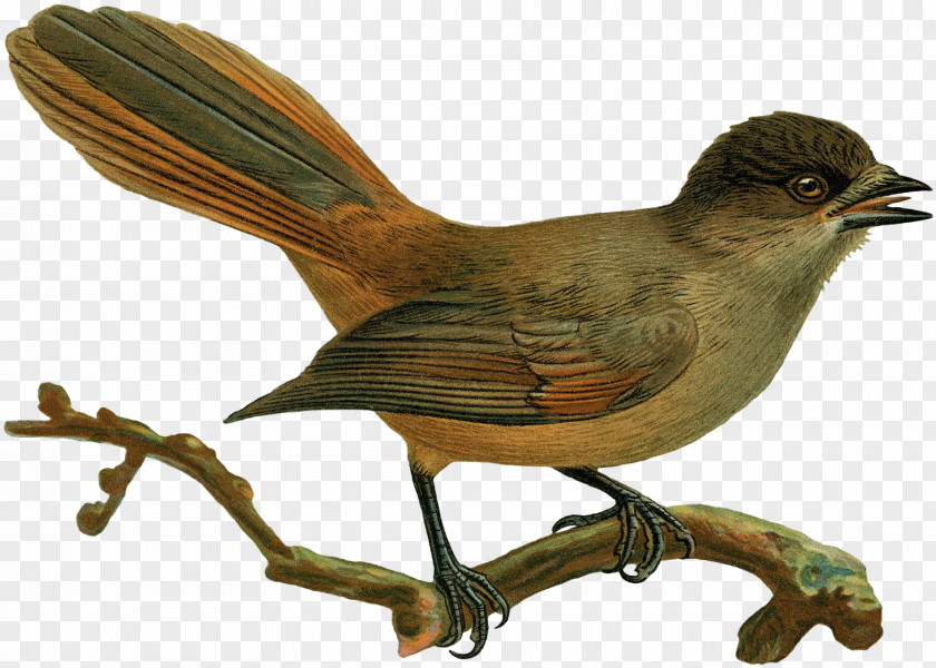 Sparrow Common Nightingale Finch House Wren PNG