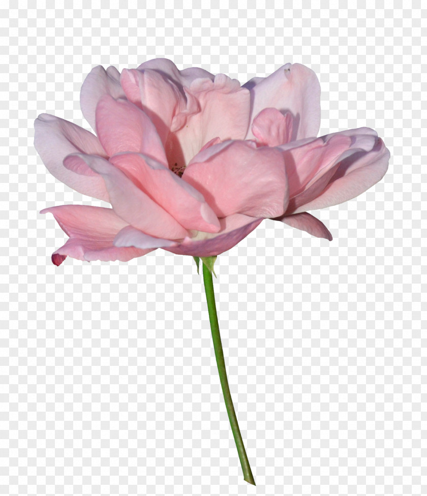 Tulip Garden Roses Cabbage Rose Cut Flowers Petal PNG