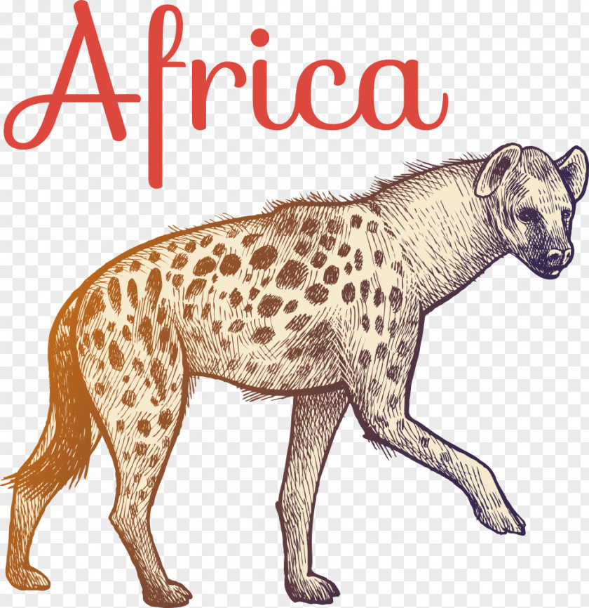 Vector Cartoon Hyena Illustration PNG
