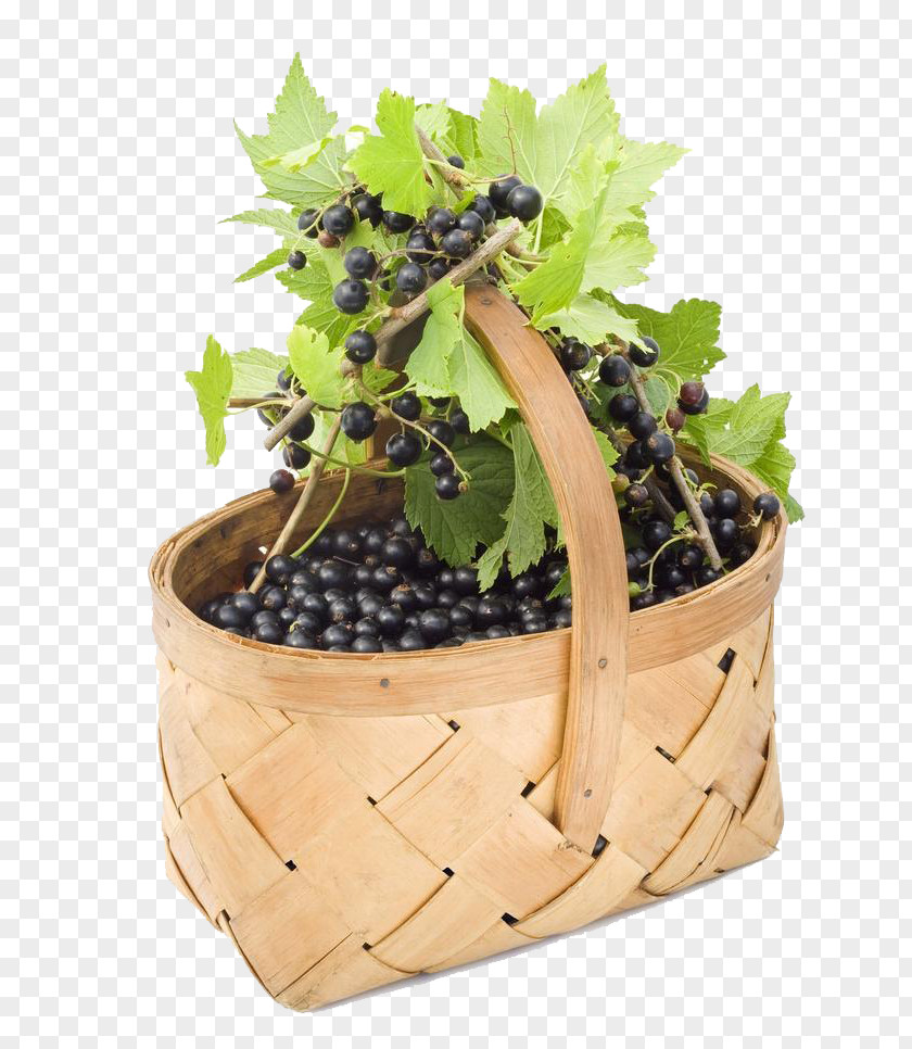 Grape Fruit Basket Redcurrant Blackcurrant White Currant Gooseberry PNG
