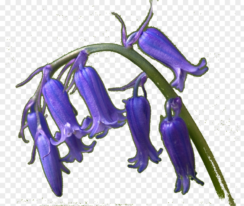 Jacinth Lavender Bellflower Cobalt Blue Lilac Violet PNG