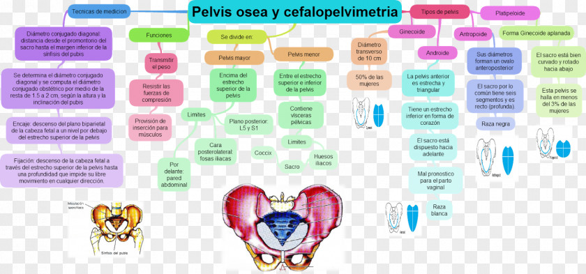 Pregnancy Pelvis Uterus Neoplasm Gynaecology PNG