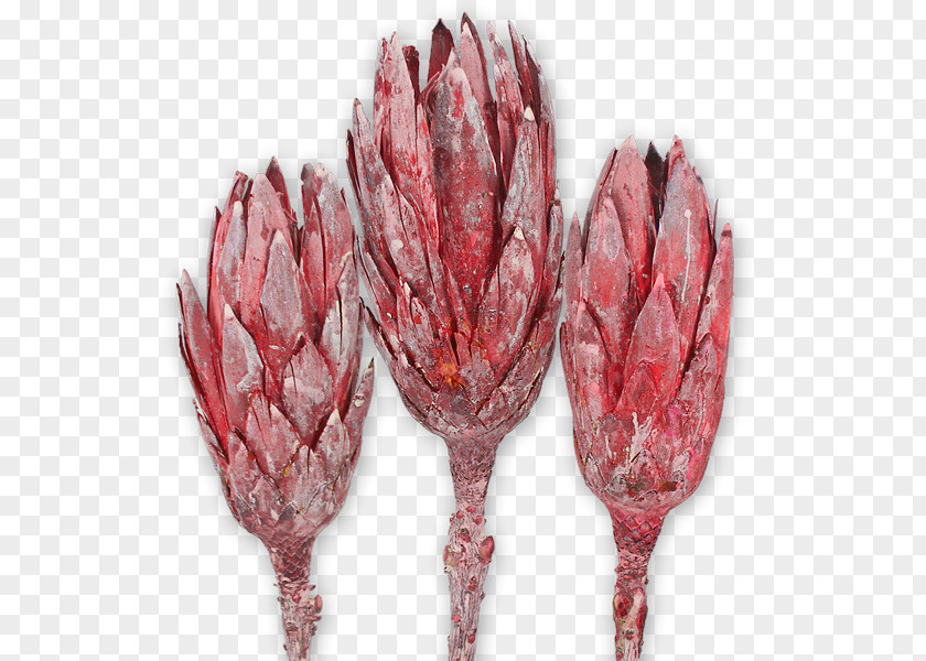 Protea Sugarbushes Repens Trockenblume Stipe Nature PNG