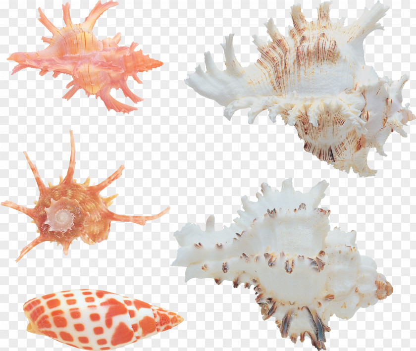 Seashell Conchology Sea Snail Clip Art PNG