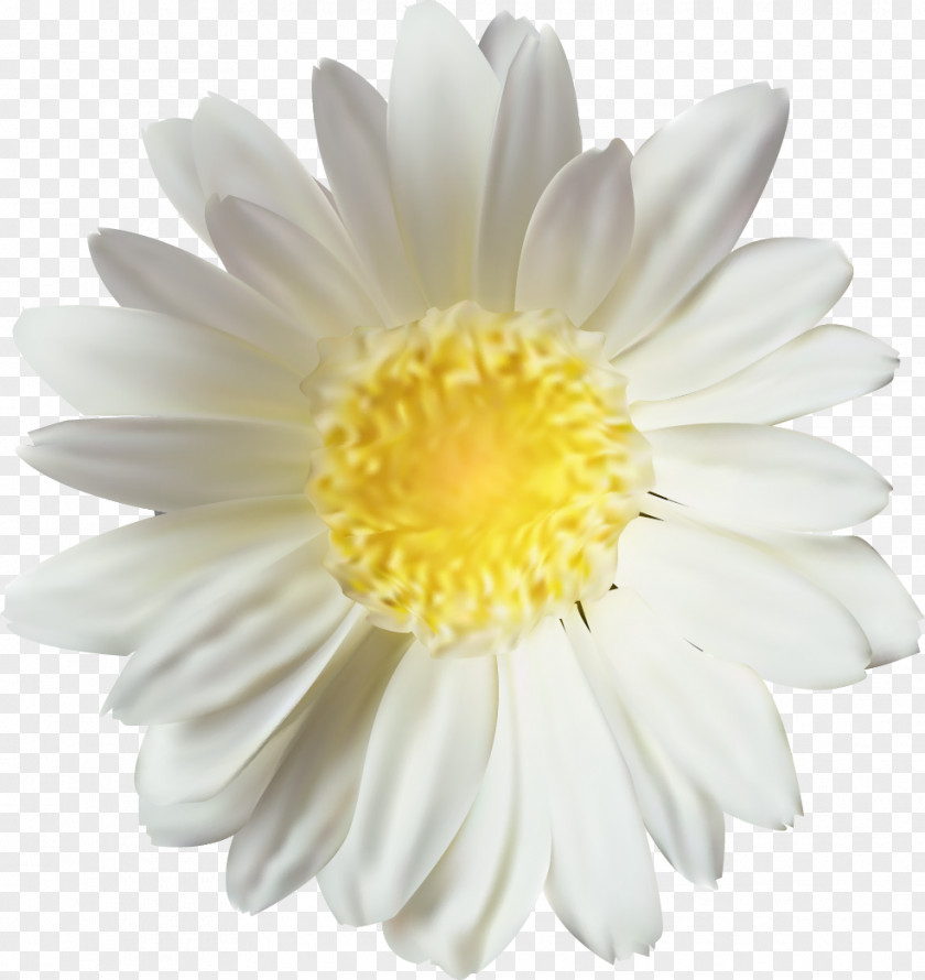Vector Chrysanthemum Oxeye Daisy PNG