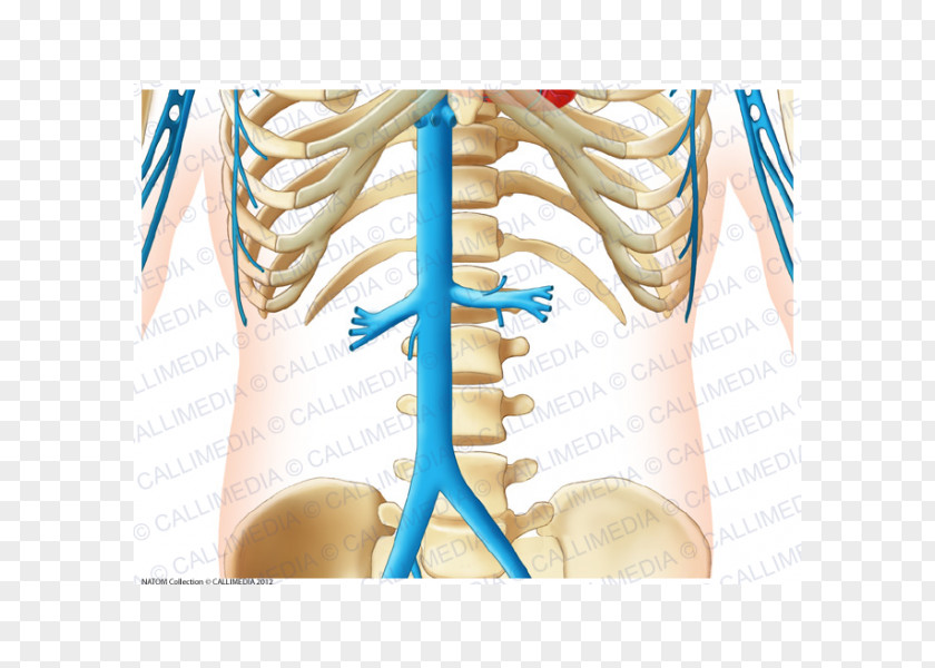 Arm Abdomen Vein Forearm Artery Anatomy PNG
