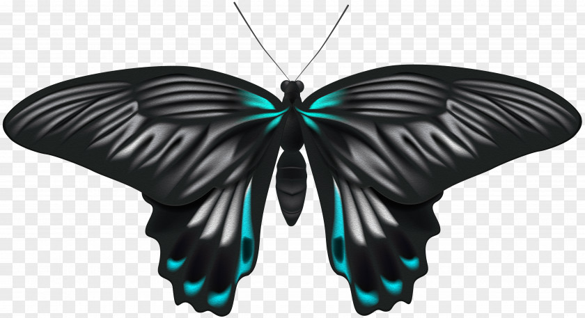 Black Blue Butterfly Clip Art Image File Formats Lossless Compression PNG