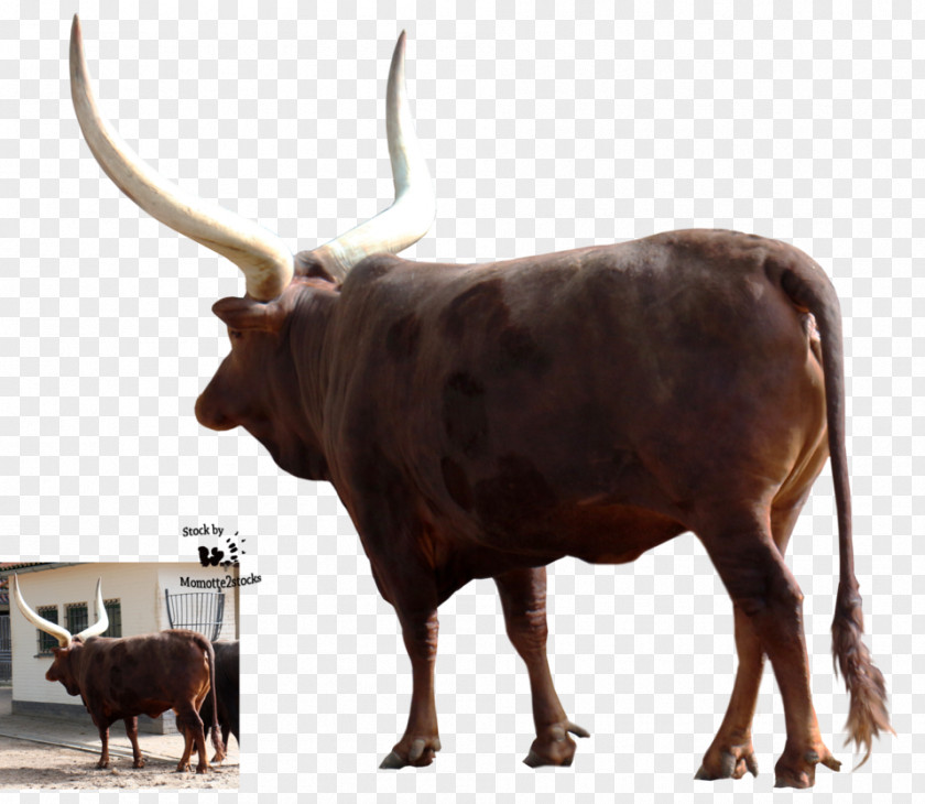 Cow Texas Longhorn Ankole-Watusi Zebu Ox Water Buffalo PNG