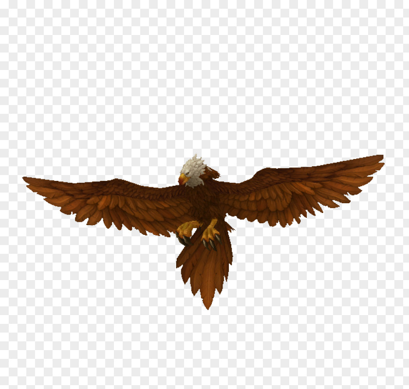 Eagle Beak PNG