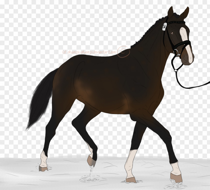 Mustang Stallion Equestrian Rein English Riding PNG