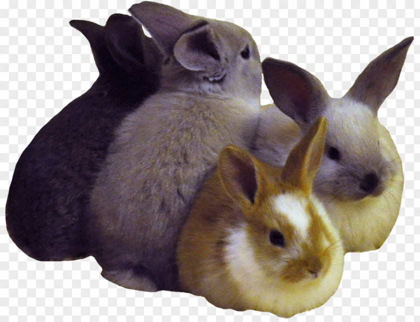 Easter Rabbit Domestic Bunny Dwarf Cruelty-free PNG