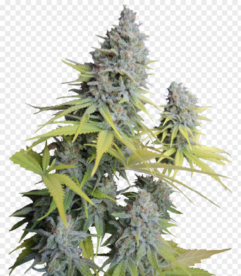 Cannabis Haze Seed Company Dutch PNG