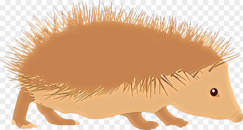 Domesticated Hedgehog Porcupine Image Sonic The PNG