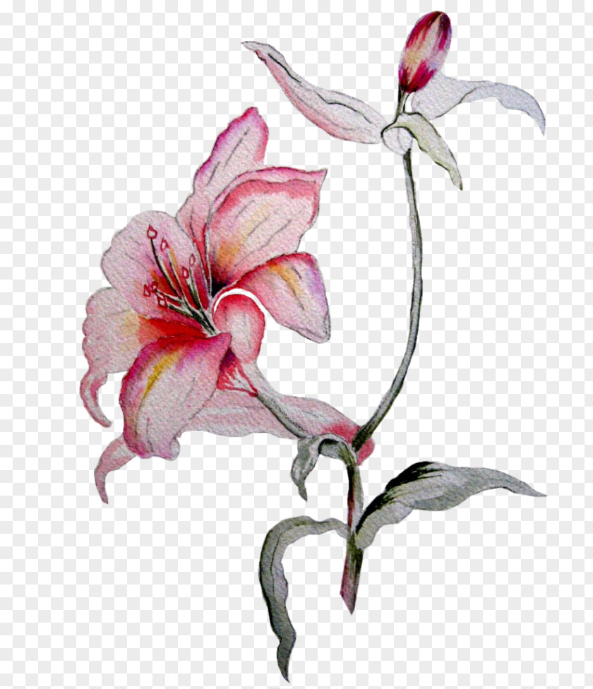 Lilium Amaryllis Flower Petal Still Life Photography PNG