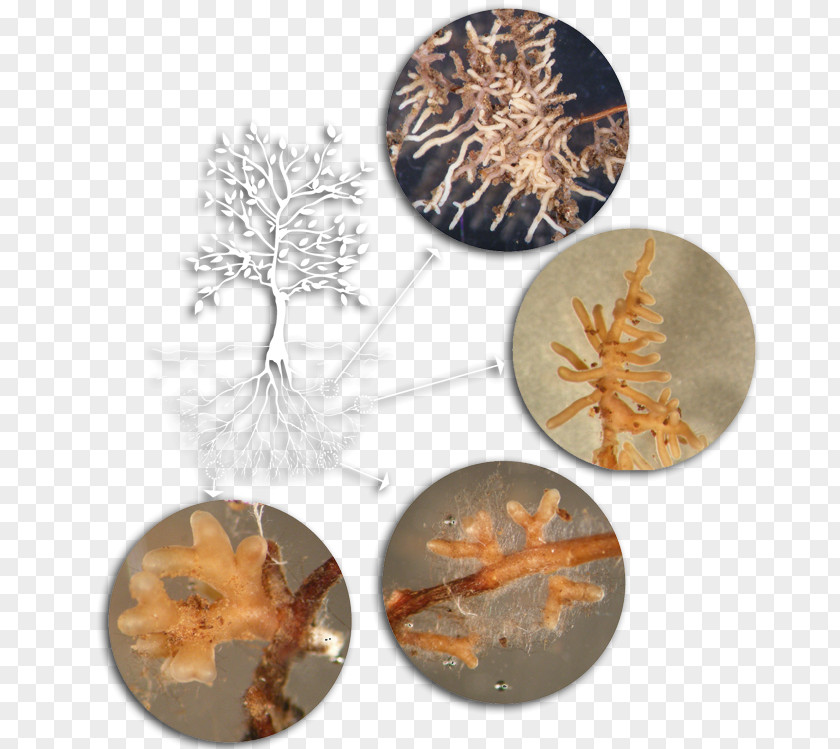 Tree Mycorrhiza Fungus Root Pine PNG