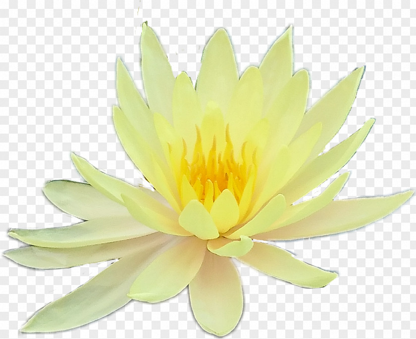 Yellow Aesthetic Flower Nymphaea Nelumbo Petal Clip Art PNG