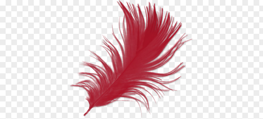 Feather Download IMVU PNG