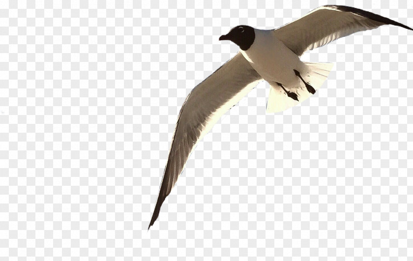 Goose Beak Cygnini Water Bird Duck PNG