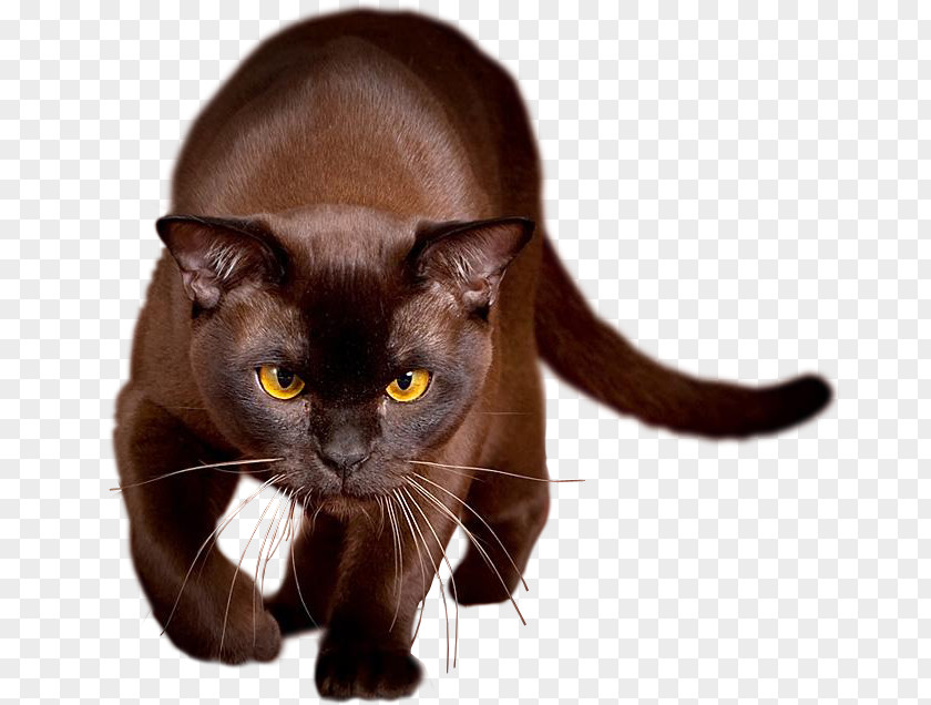 Halloween Brown Cat PNG