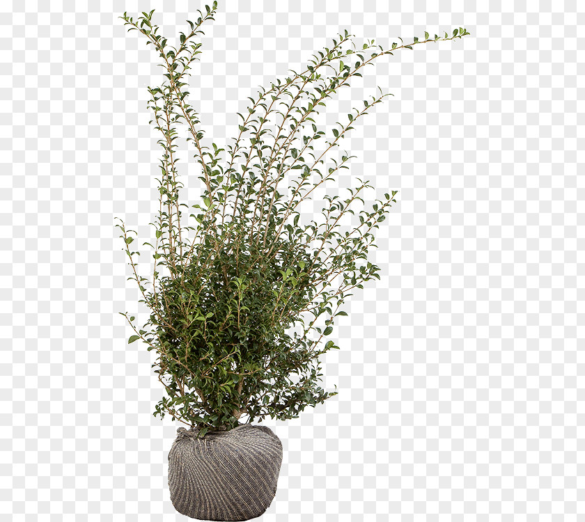 Osmanthus Flowerpot Houseplant Shrub Herb Branching PNG