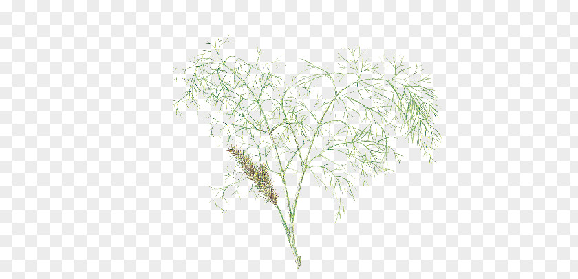 Plant Fennel Stem Herb Vegetable PNG