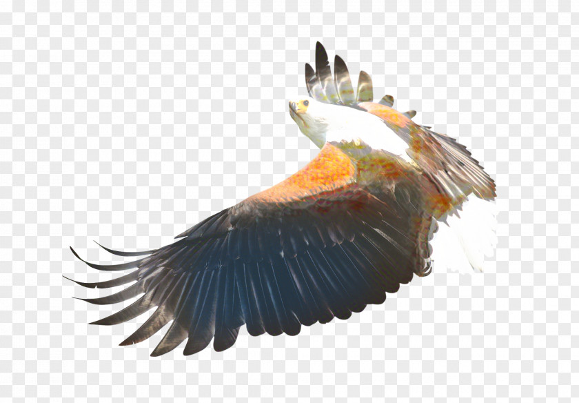 Sea Eagle Vulture Bird PNG
