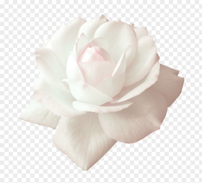 White Roses Decorative Material Garden Beach Rose Centifolia PNG