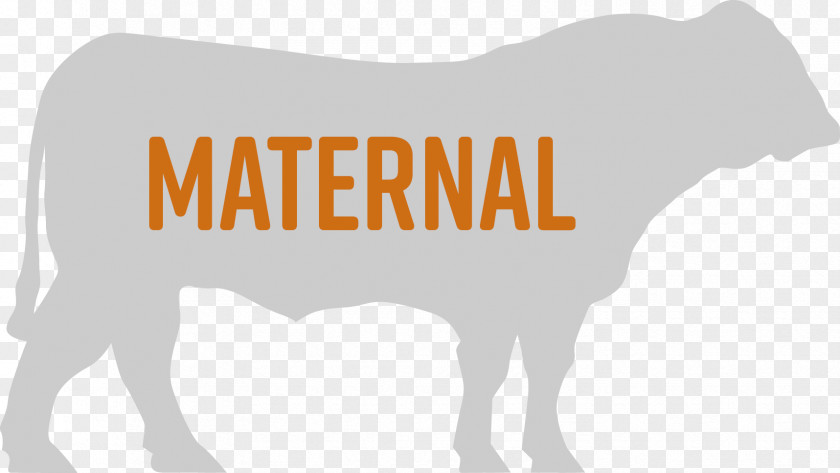 Maternal Cattle Calf Livestock Horse Bull PNG