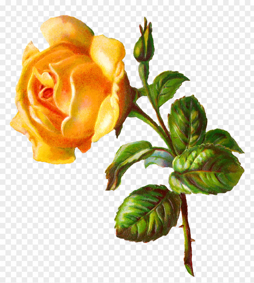 Yellow Rose Digital Image Flower Clip Art PNG